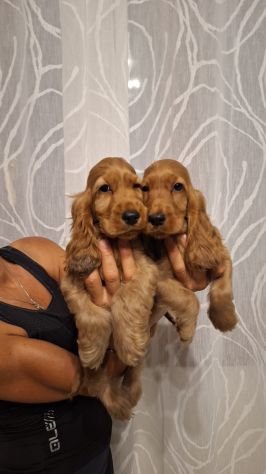 Cucciole & Cuccioli di Cocker Spaniel