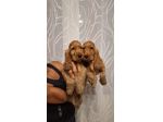 Cucciole & Cuccioli di Cocker Spaniel
