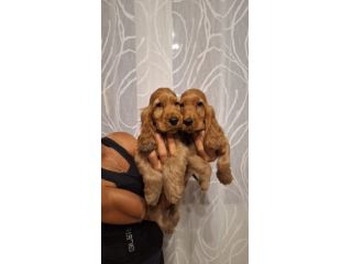Cucciole & Cuccioli di Cocker Spaniel