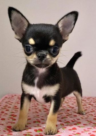 CHIHUAHUA TOY CUCCIOLI NERI FOCATI - pag in comode rate