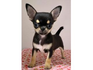 CHIHUAHUA TOY CUCCIOLI NERI FOCATI - pag in comode rate