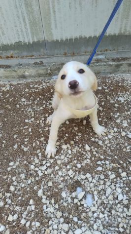 PUPA E LYAM, 2 MESI E MEZZO: DUE CANI STUPENDI ANCORA IN CANILE!! - Foto 7