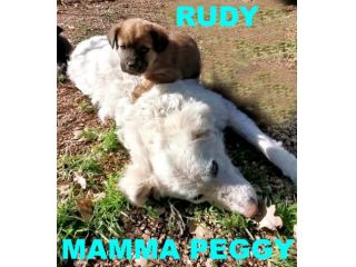 PEGGY, giovanissima cagnolina