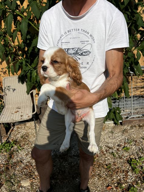 Cucciolo Maschietto Cavalier King Charles Spaniel - Foto 7