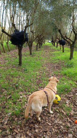 Vendo terreno con olivi grandi e piante da frutto