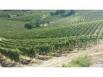 Aziende Vitivinicole zona Nizza M.to - Canelli