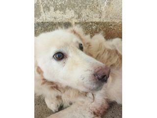 BELL 13 ANNI taglia grande