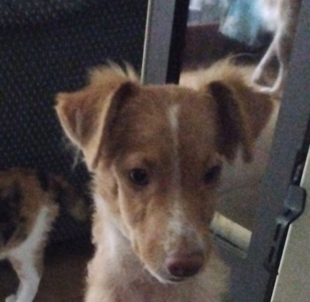 Cucciolo 4 mesi futura taglia piccola