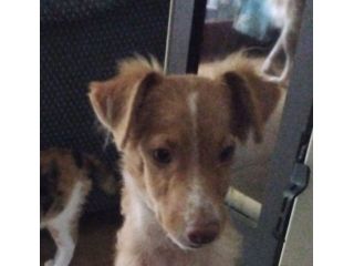 Cucciolo 4 mesi futura taglia piccola