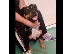 Janette mamma, Jordan papà, Soraya cucciola, cani in adozione