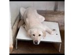 PER ENEA UN MIRACOLO D'AMORE: CANE IN ADOZIONE