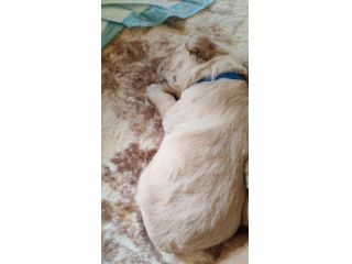 Cuccioli Golden Retriever