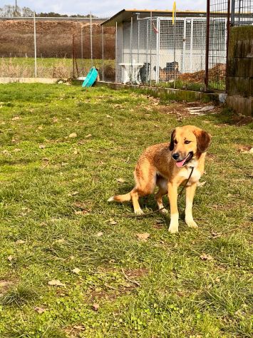 Zelda in adozione - Foto 5