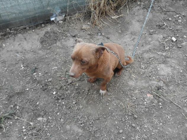 TOMMY, dolce cagnolino - Foto 2