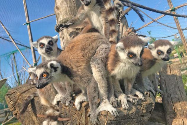 ZOO SAFARI di RAVENNA OTTO BIGLIETTI ORIGINALI: DISPONIBILI anche SINGOLARMENTE - Foto 10