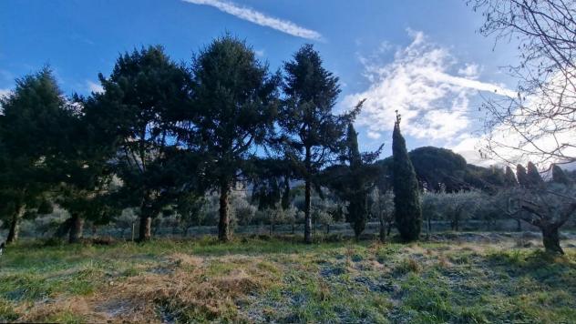 TERRENO AGRICOLO di 10000 mq (CAMAIORE - pieve di camaiore) rif. 1001 - Foto 5