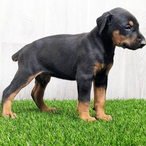 Cuccioli di Dobermann - Foto 3