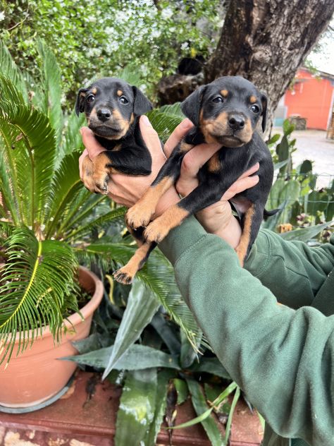 Cuccioli di Pinscher Tedesco - Foto 8