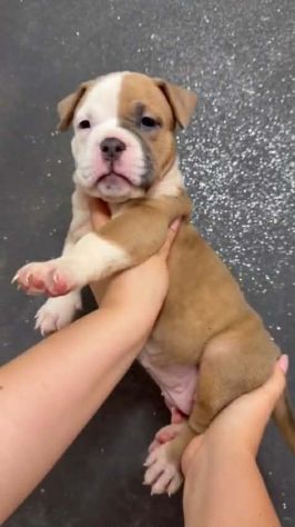 Cuccioli razza american bully poket estremi - Foto 6