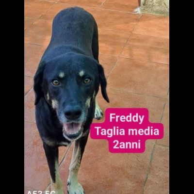 Cagnolini in adozione: RINGO ROMOLA BELLA FREDDY PABLO MONDO - Foto 6