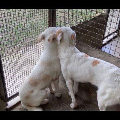OLAF E OLIMPIA meritano un futuro CANI IN ADOZIONE