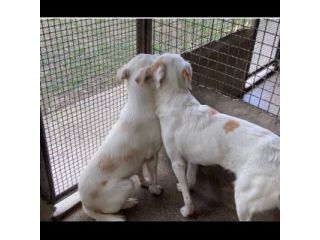 OLAF E OLIMPIA meritano un futuro CANI IN ADOZIONE