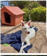 Roy 3anni pelo chiaro corto rimasto solo CAMPANIA - Foto 2