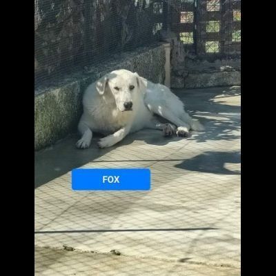 Fox e Smith un futuro da costruire. CANI IN ADOZIONE - Foto 2