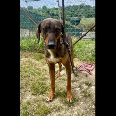MELAMPO, OCCHIONI DOLCI, CAGNOLINO IN ADOZIONE - Foto 8