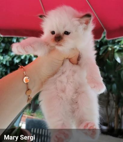 Cuccioli Sacro di Birmania con pedigree