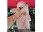 Cuccioli Sacro di Birmania con pedigree