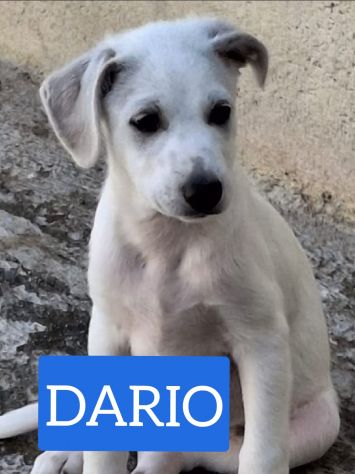 CUCCIOLI 3 MESI - Foto 5