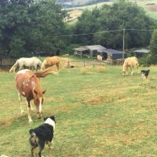 Agriturismo Equiturismo La Fattoria