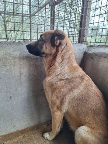BIANCA CERCA SALVEZZA CANE IN ADOZIONE - Foto 3