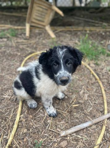 Zorro cucciolo