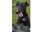 CANE IN ADOZIONE: AARON