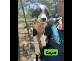 CUCCIOLI IN ADOZIONE  ZACK, ZAGOR, ZAIRA.
