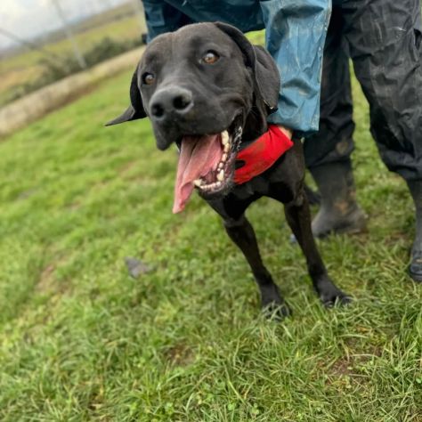 NOIRE SIMIL ALANO CANE IN ADOZIONE - Foto 2