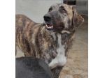 CANE IN ADOZIONE: TIAGO