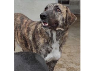 CANE IN ADOZIONE: TIAGO