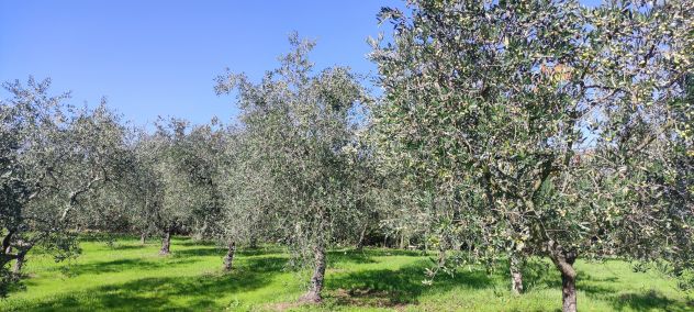 Oliveto e casa quattro camere e doppi servizi - Foto 2