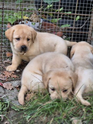 LABRADOR RETRIEVER CUCCIOLI