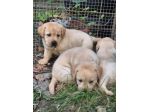 LABRADOR RETRIEVER CUCCIOLI