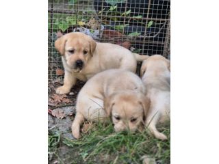 LABRADOR RETRIEVER CUCCIOLI