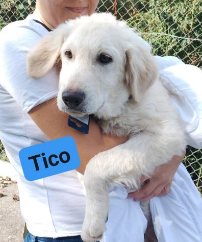 TICO MERAVIGLIOSO CUCCIOLO IN ADOZIONE