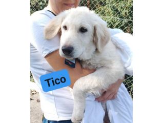 TICO MERAVIGLIOSO CUCCIOLO IN ADOZIONE