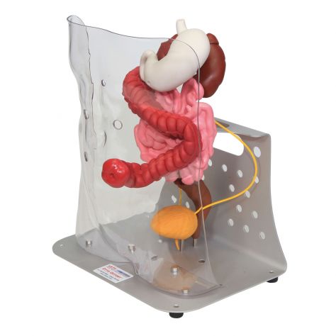 MEDICAZIONE /GESTIONE UROSTOMIA -ILEOSTOMIA A DOMICILIO A CATANIA - Foto 3