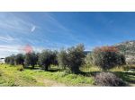 Terreno Agricolo - Terracina . Rif.: Cod. rif 3290200VCG