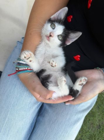 PULCE - gattina di 2 mesi - Foto 2