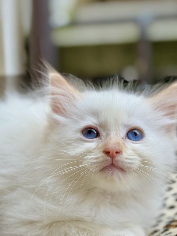 cucciolo di ragdoll - Foto 4